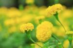 Marigold Of Beauty In Garden Stock Photo