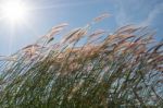 
Grass, Sky, Sun, Beautiful Late Stock Photo