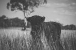 Highland Cow On The Farm Stock Photo