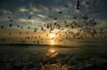 Bird Over Sea On Morning Time Stock Photo