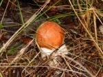 Collection And Preparation Of Autumn Edible Mushrooms  Stock Photo