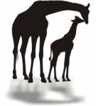 Silhouettes Of Giraffes Stock Photo