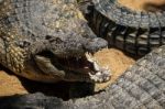 Nile Crocodile (crocodylus Niloticus) At The Bioparc Fuengirola Stock Photo