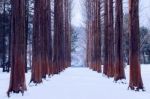 Nami Island In Korea,row Of Pine Trees In Winter Stock Photo