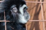 Face And Eyes Downcast Of Gibbon In A Cage Stock Photo