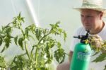 Man Care About Tomatos Plants In Greenhouse Stock Photo