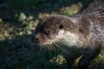 Eurasian Otter (lutra Lutra) In Natural Habitat Stock Photo