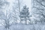 Snow-covered Trees In A Winter Day Stock Photo