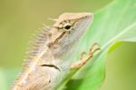 Bearded Dragon  Stock Photo