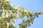 The Blooming Of Apple Trees Stock Photo