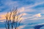 Silhouette Of Dead Tree And Dry Branch With Beautiful Sky And Bl Stock Photo