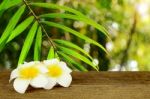 Leaf Of Wild Rattans Found In Rain Forest Whith White And Yellow Stock Photo