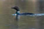 Common Loon Stock Photo