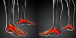 3d Rendering Illustration Of The Foot Bone Anatomy Stock Photo