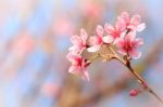 Wild Himalayan Cherry ( Prunus Cerasoides ) ( Sakura In Thailand Stock Photo