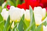 Colorful Tulips In Garden Stock Photo