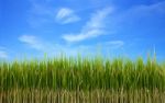 Glasses Green Field And Blue Sky On Top Stock Photo