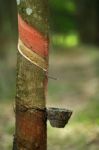 Harvesting Milk Of Rubber Tree Stock Photo