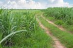 Sugarcane Road Landscape Stock Photo