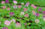 Garden Flowers Of Cleome With Multi-colored Stock Photo