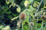 Spiky Dangerous Plant Stock Photo