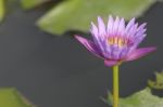 Pink Lotus Blossom In The Swamp Stock Photo