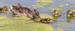 The Young Family Of Ducks Stock Photo