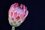 Protea Flower Stock Photo