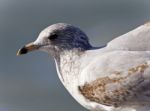 Isolated Picture With A Cute Gull On A Shore Stock Photo