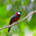 Black-and-red Broadbill Stock Photo