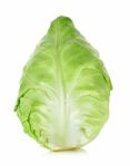 Cabbage Isolated On The White Background Stock Photo