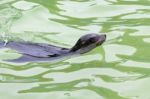 California Sea Lion (zalaphus Californianus) Stock Photo