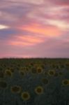 Sunflowers In A Field In The Afternoon Stock Photo