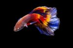 Fighting Fish On Black Background Stock Photo