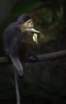 White Faced Capuchin Monkey Stock Photo