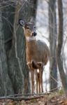 Photo Of The Unsure Young Deer Stock Photo