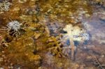 Mammoth Hot Springs Stock Photo