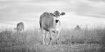 Country Cows Stock Photo