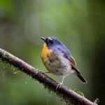 Male Snowy-browed Flycatcher Stock Photo