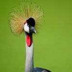 Grey Crowned Crane Stock Photo