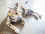 Siamese Cat Lying Down Leisure At Home Stock Photo