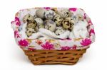 Raw Quail Eggs Inside A Wicker Basket Stock Photo