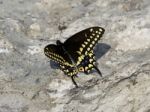 Beautiful Isolated Image With A Butterfly On The Rock Stock Photo