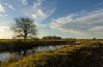 Leafless Tree In Autumn Stock Photo