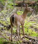 The Young Deer Stock Photo