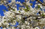 Cherry In Flowers Stock Photo