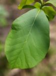 Teak Leaf Stock Photo