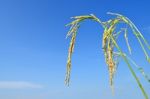 Paddy Rice Stock Photo