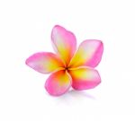 Frangipani Or Plumeria Isolated On The White Background Stock Photo