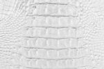 White Crocodile Skin Texture Stock Photo